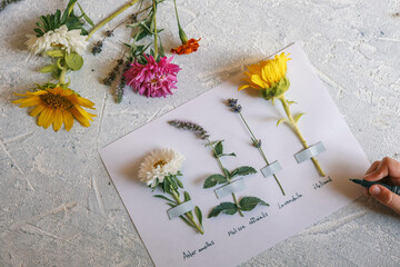 Child making herbarium in home. Children's creativity. preparations for craft with kids. Herbarium...
