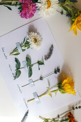 A child makes a herbarium of summer flowers with his own hands, an idea for creativity