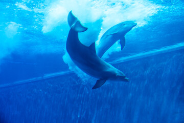 Fototapeta premium Dolphins couple swimming in aquarium. Blue light, underwater