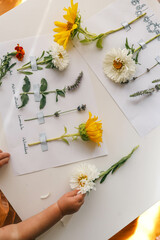 A child makes a herbarium of summer flowers with his own hands, an idea for creativity