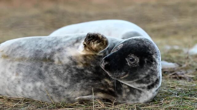 seal on the beach, cute earless seal, close up