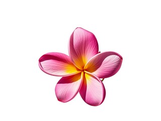 Fototapeta premium pink frangipani isolated on a white background. flower for spa