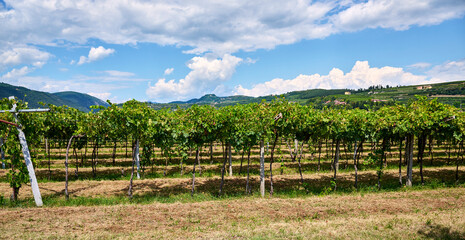 Vineyard rows stretch under a clear sky in mid-summer, San Pietro in Cariano, Verona, Italy