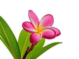 Naklejka premium pink frangipani isolated on a white background. flower for spa