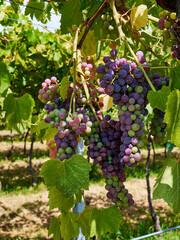 Grapes hanging on a vine in a vineyard during late summer, San Pietro in Cariano, Verona, Italy