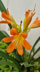 Fototapeta premium orange tiger lily 