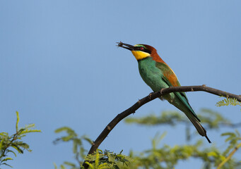 European bee-eater with a bee catch at Jasra, Bahrain