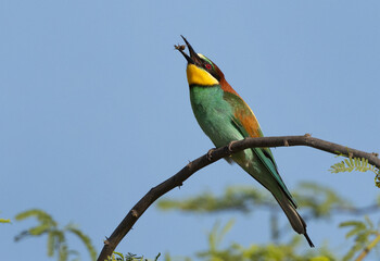 European bee-eater with a bee catch, Bahrain
