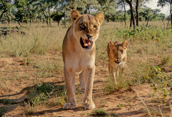Lion