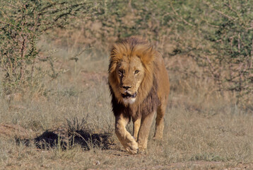 Lion