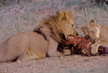 Lion