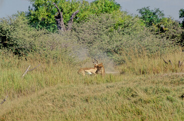 Lion