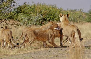Lion