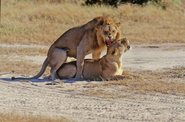 Lion