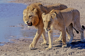 Lion