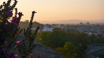 Fototapeta premium Pink flowers in sunset light close up, summer, cute, plants, purple, france, europe