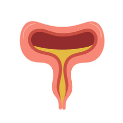 Human Organs Bladder