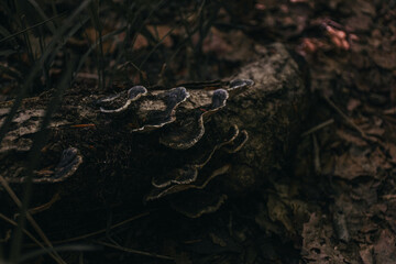 Dark wild mushrooms growing from a fallen tree branch in the woods