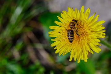 Eine Biene sitze auf einer Löwenzahnblüte