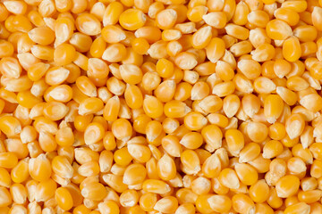 Dried corn grains