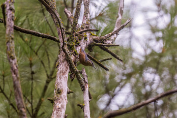 Kashmir nuthatch (Sitta cashmirensis) at Daksum, Jammu  Kashmir UT, India