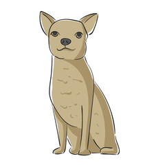 Dog Breed Chihuahua