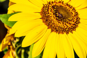 Obraz premium detailed photo of a sunflower flower with dark background in shade