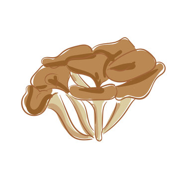 Hand Drawn Maitake Mushrooms