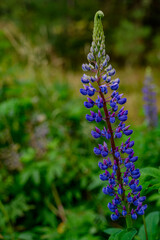 Eine blühende Lupine am Wegesrand