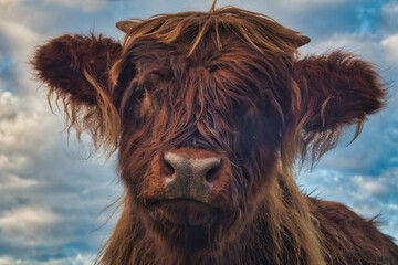 Highland Cow - Schottisches Hochlandrindt mit Kalb - Longhorn - Rind - Cow - Bio - High quality...