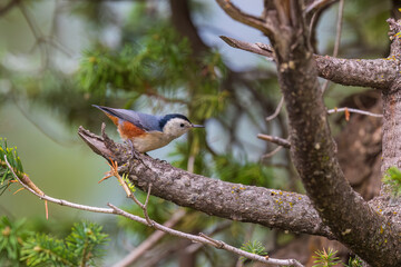 White-cheeked nuthatch (Sitta leucopsis) at Sinthan Top, Jammu  Kashmir UT