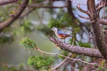 White-cheeked nuthatch (Sitta leucopsis) at Sinthan Top, Jammu  Kashmir UT