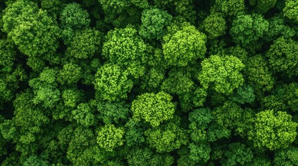 Naklejka premium Aerial view of lush green foliage, showcasing the beauty of nature and tree canopies in all their vibrant shades of green.