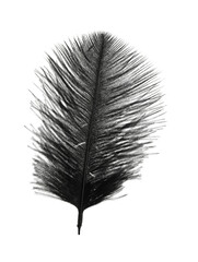 Obraz premium Beautiful black bird feather isolated on white