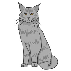 Hand Drawn Cat Breed Maine Coon