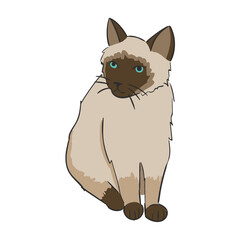 Hand Drawn Cat Breed Himalayan