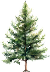 pine tree watercolor painting isolated on transparent background.