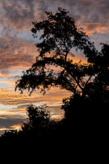 Silhouette of some trees in the sunset