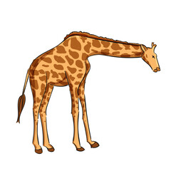 Fototapeta premium Giraffe Pose