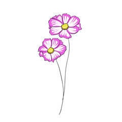 Hand Drawn Flowers Cosmos