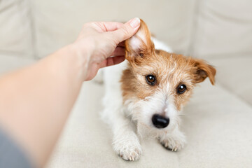 Owner checking and cleaning her healthy dog's ear, pet care background