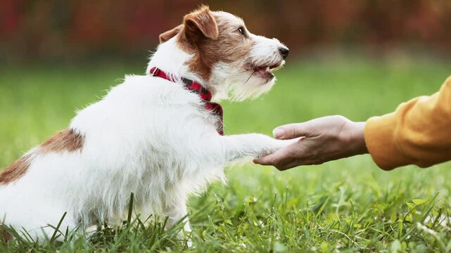 Trainer owner teaching her cute looking dog to give a paw for snack treat. Puppy training. Friendship, relationship and love of human and animal.