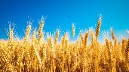 Fototapeta premium 175. **A field of golden wheat ready for harvest with a clear blue sky.
