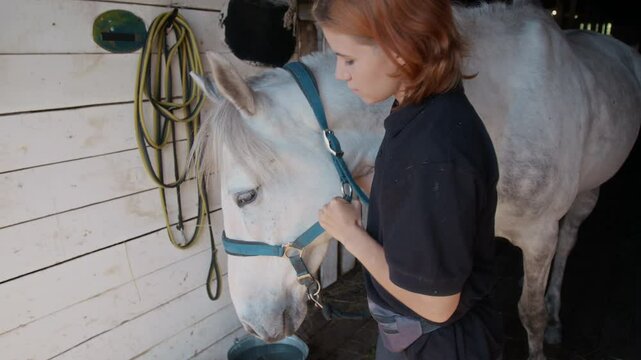 Medium shot of young Caucasian female equestrian tacking up white horse before ride. Woman carefully placing blue leather bridle over horses head