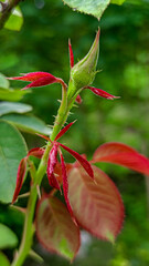 Fresh red roses bloomed in the garden.