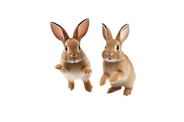 Obraz premium Playful Rabbits Hopping Around on White Background