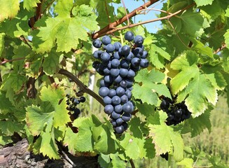 A Bunch of ripe Schioppettino grapes. The vine is grown in the the borders between Italy and...