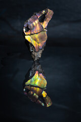 Iridescent fossilised shell fragments