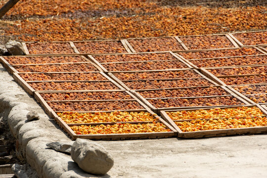 Albaricoques sec&aacute;ndose al sol