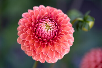 Symmetrical Pink Dahlia Macro Shot